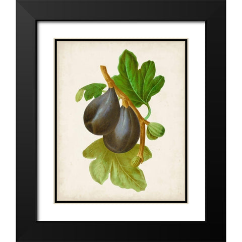 Antique Fruit VI Black Modern Wood Framed Art Print with Double Matting by Vision Studio