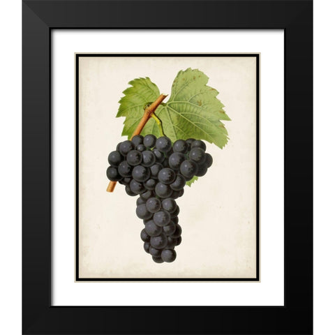 Antique Fruit VIII Black Modern Wood Framed Art Print with Double Matting by Vision Studio