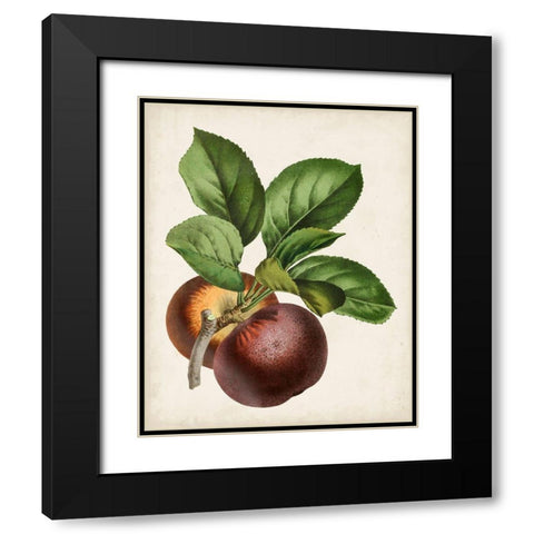 Antique Fruit IX Black Modern Wood Framed Art Print with Double Matting by Vision Studio