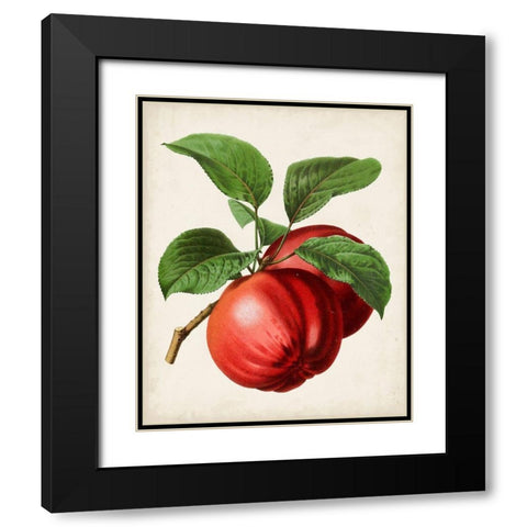 Antique Fruit X Black Modern Wood Framed Art Print with Double Matting by Vision Studio