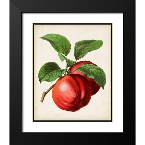 Antique Fruit X Black Modern Wood Framed Art Print with Double Matting by Vision Studio