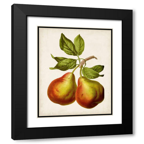 Antique Fruit XI Black Modern Wood Framed Art Print with Double Matting by Vision Studio