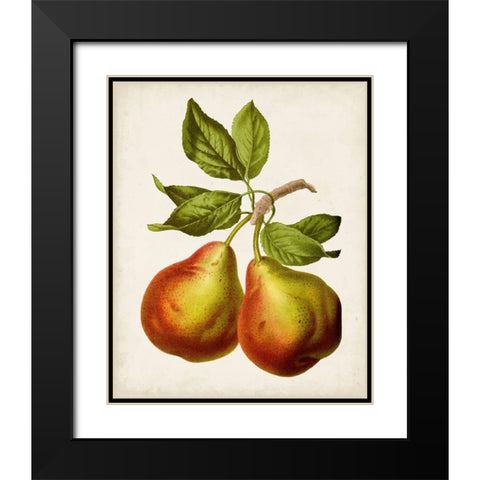 Antique Fruit XI Black Modern Wood Framed Art Print with Double Matting by Vision Studio