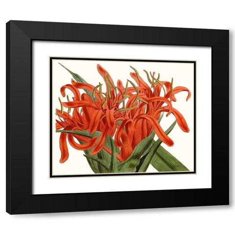 Striking Coral Botanicals I Black Modern Wood Framed Art Print with Double Matting by Curtis