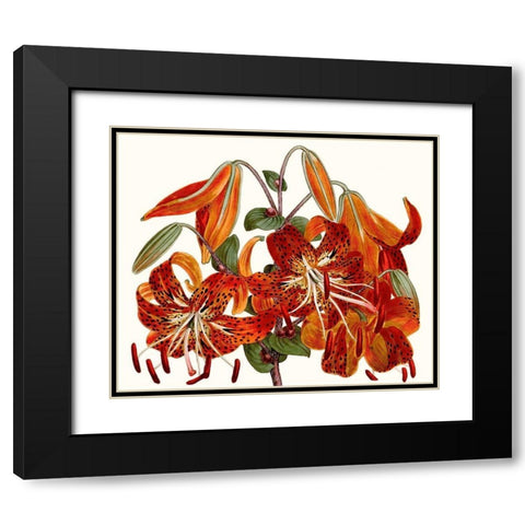 Striking Coral Botanicals II Black Modern Wood Framed Art Print with Double Matting by Curtis