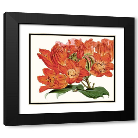 Striking Coral Botanicals III Black Modern Wood Framed Art Print with Double Matting by Curtis
