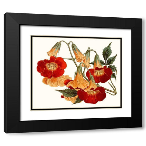 Striking Coral Botanicals IV Black Modern Wood Framed Art Print with Double Matting by Curtis