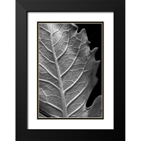 Striking Leaf II Black Modern Wood Framed Art Print with Double Matting by Stramel, Renee W.