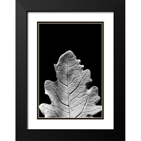 Striking Leaf IV Black Modern Wood Framed Art Print with Double Matting by Stramel, Renee W.