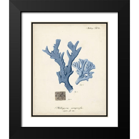 Antique Coral in Navy I Black Modern Wood Framed Art Print with Double Matting by Esper, Johann
