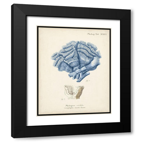 Antique Coral in Navy II Black Modern Wood Framed Art Print with Double Matting by Esper, Johann