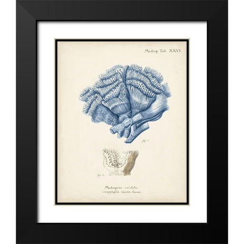 Antique Coral in Navy II Black Modern Wood Framed Art Print with Double Matting by Esper, Johann