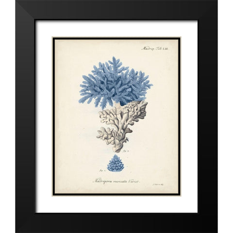 Antique Coral in Navy III Black Modern Wood Framed Art Print with Double Matting by Esper, Johann