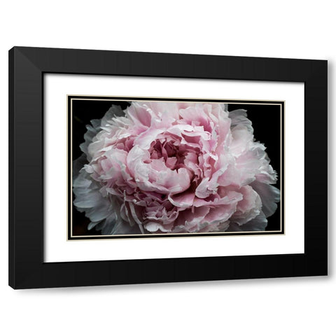Pink Peony Passion I Black Modern Wood Framed Art Print with Double Matting by Orlov, Irena