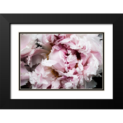 Pink Peony Passion II Black Modern Wood Framed Art Print with Double Matting by Orlov, Irena