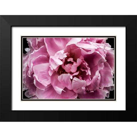 Pink Peony Passion III Black Modern Wood Framed Art Print with Double Matting by Orlov, Irena