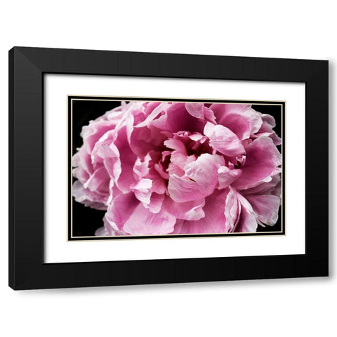 Pink Peony Passion IV Black Modern Wood Framed Art Print with Double Matting by Orlov, Irena