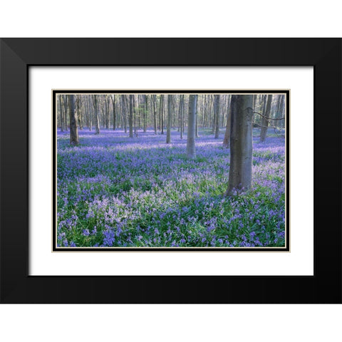 Bluebell Dreams I Black Modern Wood Framed Art Print with Double Matting by Dautlich, Nick