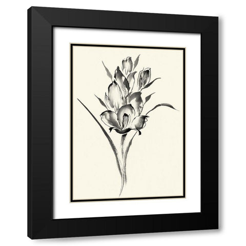 Ink Wash Floral II - Gladiolus Black Modern Wood Framed Art Print with Double Matting by Rae, Nan