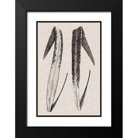 Custom Fern Family IV (LG) Black Modern Wood Framed Art Print with Double Matting by Lowe