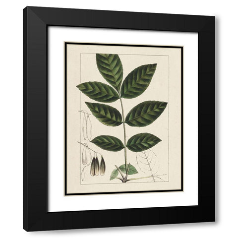 Custom Silva Leaves I (ASH) Black Modern Wood Framed Art Print with Double Matting by Silva, John
