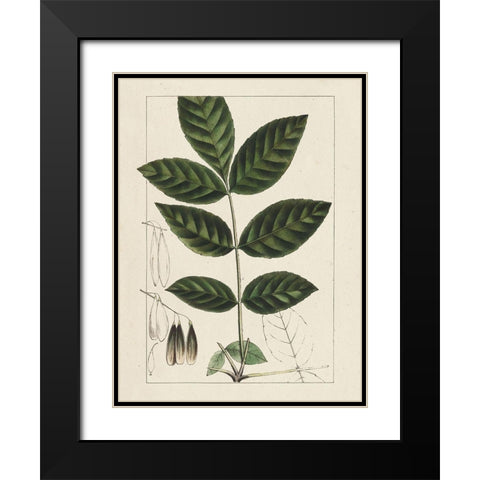 Custom Silva Leaves I (ASH) Black Modern Wood Framed Art Print with Double Matting by Silva, John