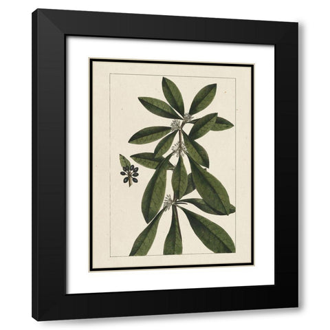 Custom Silva Leaves II (ASH) Black Modern Wood Framed Art Print with Double Matting by Silva, John