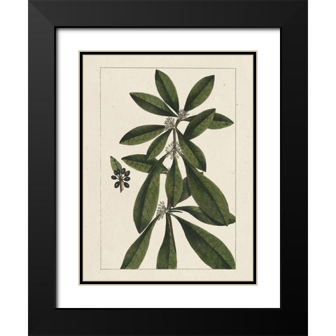 Custom Silva Leaves II (ASH) Black Modern Wood Framed Art Print with Double Matting by Silva, John