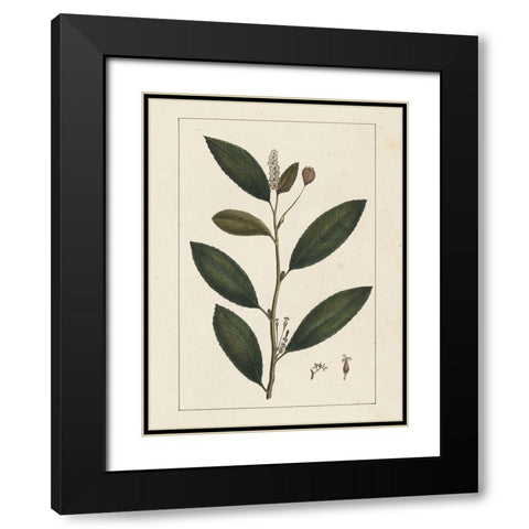Custom Silva Leaves V (ASH) Black Modern Wood Framed Art Print with Double Matting by Silva, John