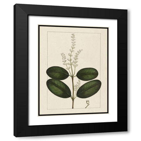 Custom Silva Leaves VI (ASH) Black Modern Wood Framed Art Print with Double Matting by Silva, John