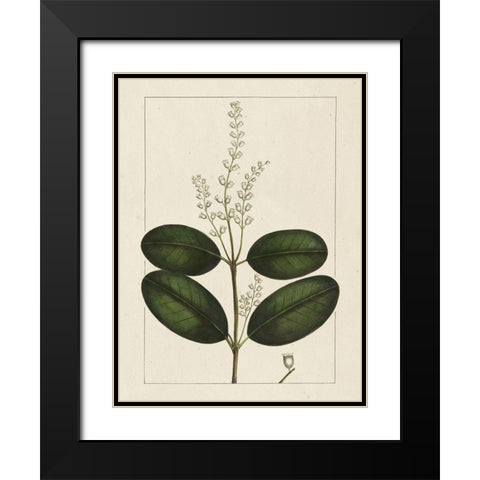 Custom Silva Leaves VI (ASH) Black Modern Wood Framed Art Print with Double Matting by Silva, John