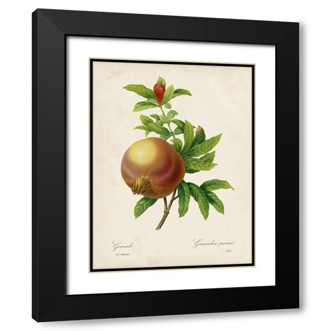 Redoutes Fruit III Black Modern Wood Framed Art Print with Double Matting by Redoute, Pierre
