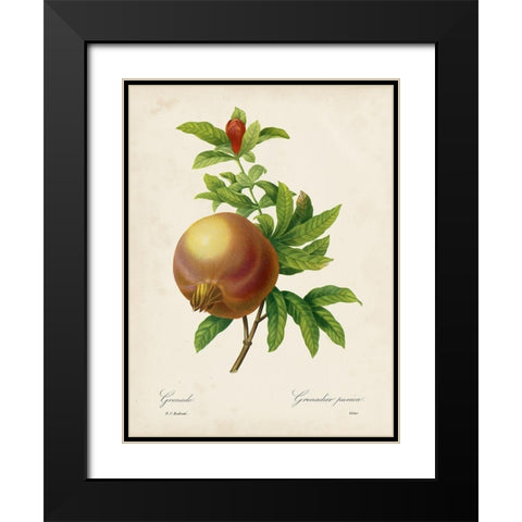 Redoutes Fruit III Black Modern Wood Framed Art Print with Double Matting by Redoute, Pierre