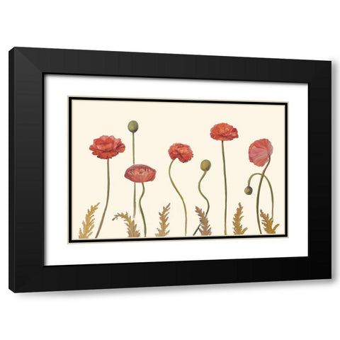 Coral Poppy Display I Black Modern Wood Framed Art Print with Double Matting by Iafrate, Sandra
