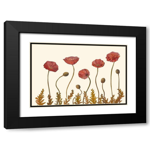 Coral Poppy Display II Black Modern Wood Framed Art Print with Double Matting by Iafrate, Sandra