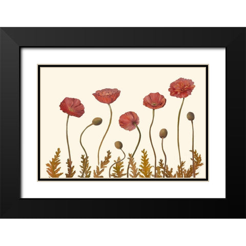Coral Poppy Display II Black Modern Wood Framed Art Print with Double Matting by Iafrate, Sandra