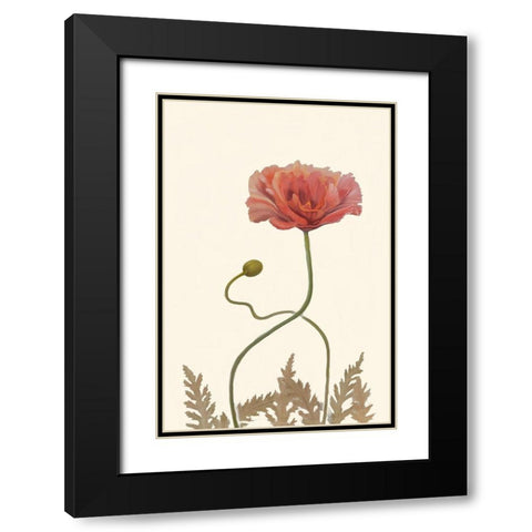 Coral Poppy Display IV Black Modern Wood Framed Art Print with Double Matting by Iafrate, Sandra