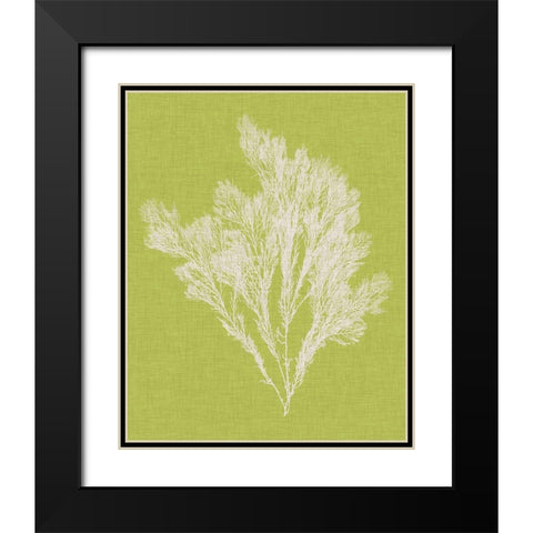 Seaweed Pop V Black Modern Wood Framed Art Print with Double Matting by Vision Studio