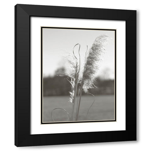 Ethereal Pampas III Black Modern Wood Framed Art Print with Double Matting by Johnson, Jason