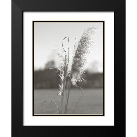 Ethereal Pampas III Black Modern Wood Framed Art Print with Double Matting by Johnson, Jason