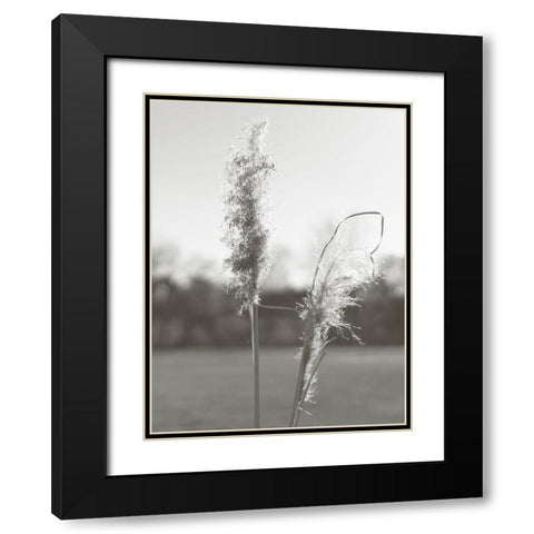 Ethereal Pampas IV Black Modern Wood Framed Art Print with Double Matting by Johnson, Jason