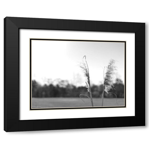 Ethereal Pampas VII Black Modern Wood Framed Art Print with Double Matting by Johnson, Jason