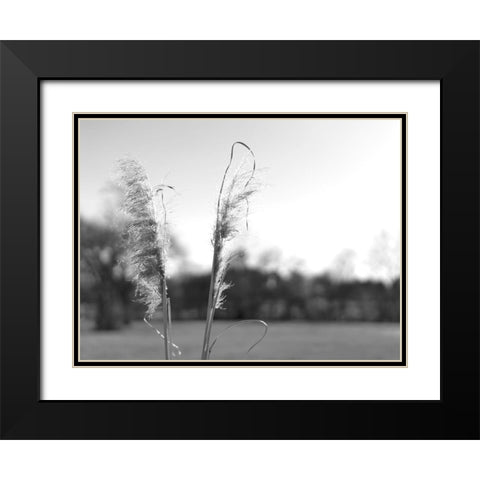 Ethereal Pampas VIII Black Modern Wood Framed Art Print with Double Matting by Johnson, Jason
