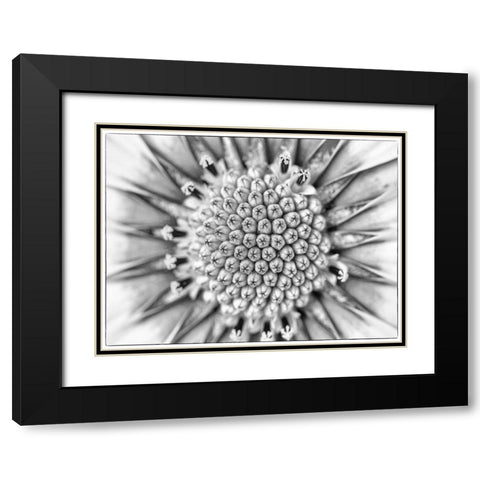 Quiet Burst I Black Modern Wood Framed Art Print with Double Matting by Hartson-Weddle, Ryan