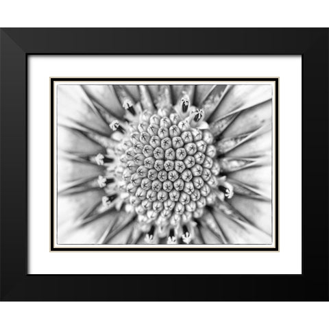 Quiet Burst I Black Modern Wood Framed Art Print with Double Matting by Hartson-Weddle, Ryan