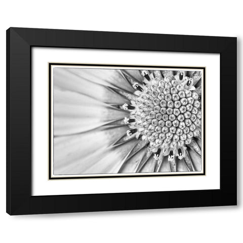 Quiet Burst II Black Modern Wood Framed Art Print with Double Matting by Hartson-Weddle, Ryan