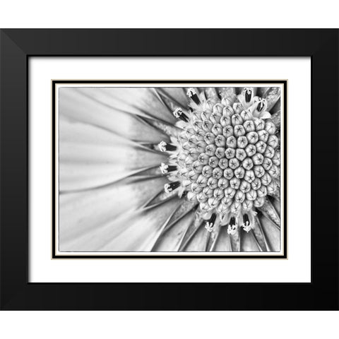 Quiet Burst II Black Modern Wood Framed Art Print with Double Matting by Hartson-Weddle, Ryan