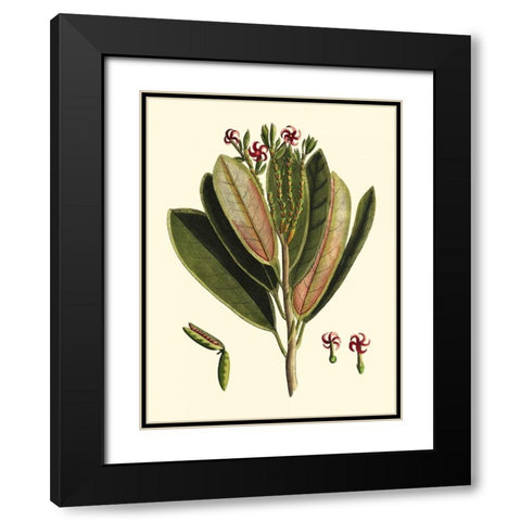 Buchoz Leaves I Black Modern Wood Framed Art Print with Double Matting by Vision Studio