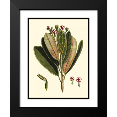 Buchoz Leaves I Black Modern Wood Framed Art Print with Double Matting by Vision Studio