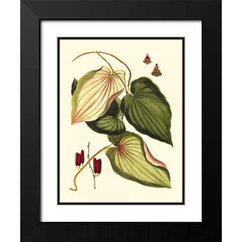 Buchoz Leaves III Black Modern Wood Framed Art Print with Double Matting by Vision Studio